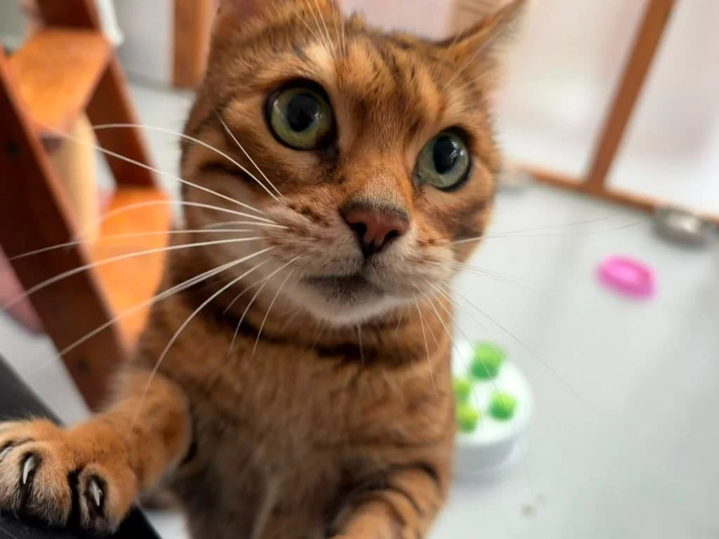 Lava, female senior Bengal for adoption at RSPCA Norwich