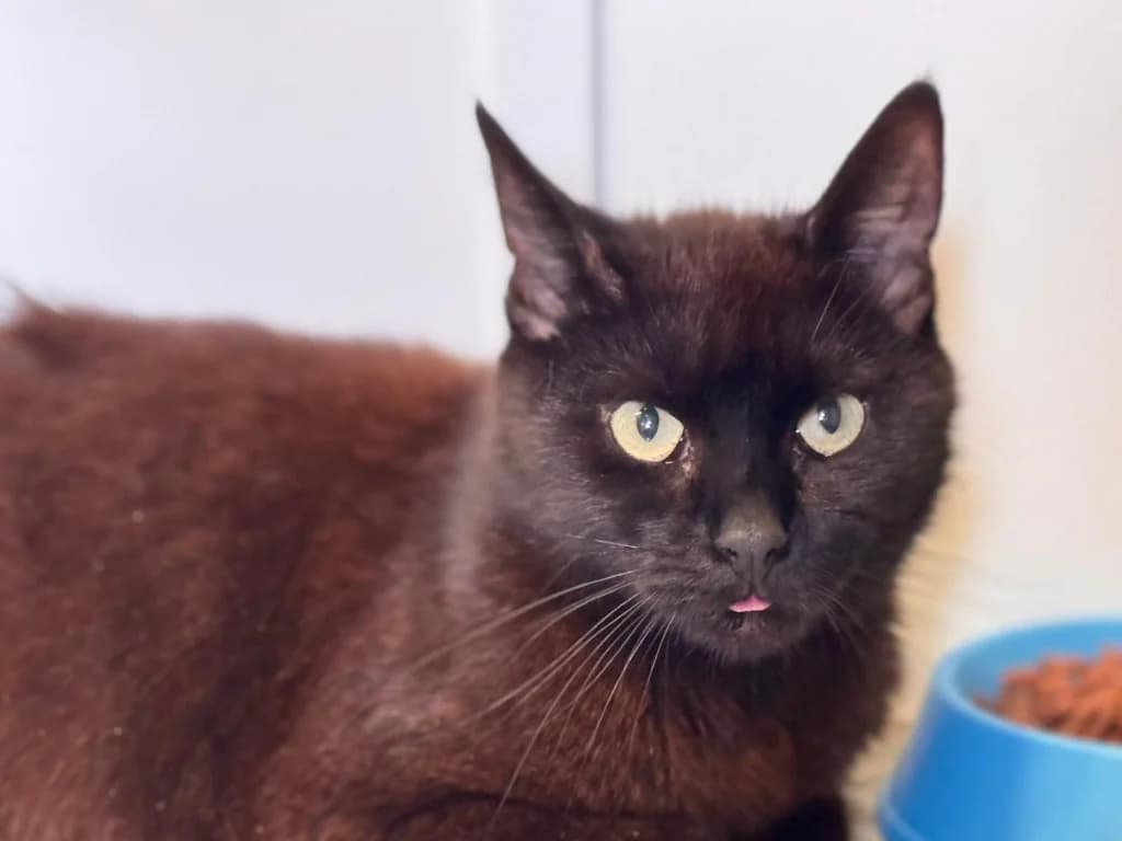 Matcha, female young Mixed Breed Cat for adoption at RSPCA Norwich
