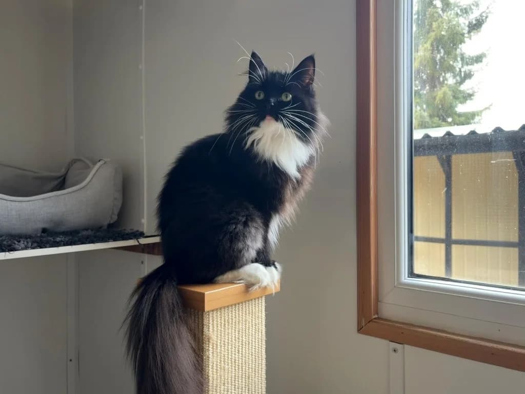 Peppermint, female young Mixed Breed Cat for adoption at RSPCA Norwich