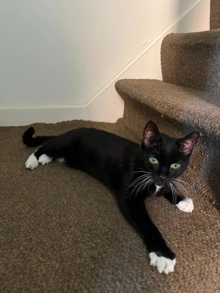 Socks, female senior Mixed Breed Cat for adoption at RSPCA Norwich