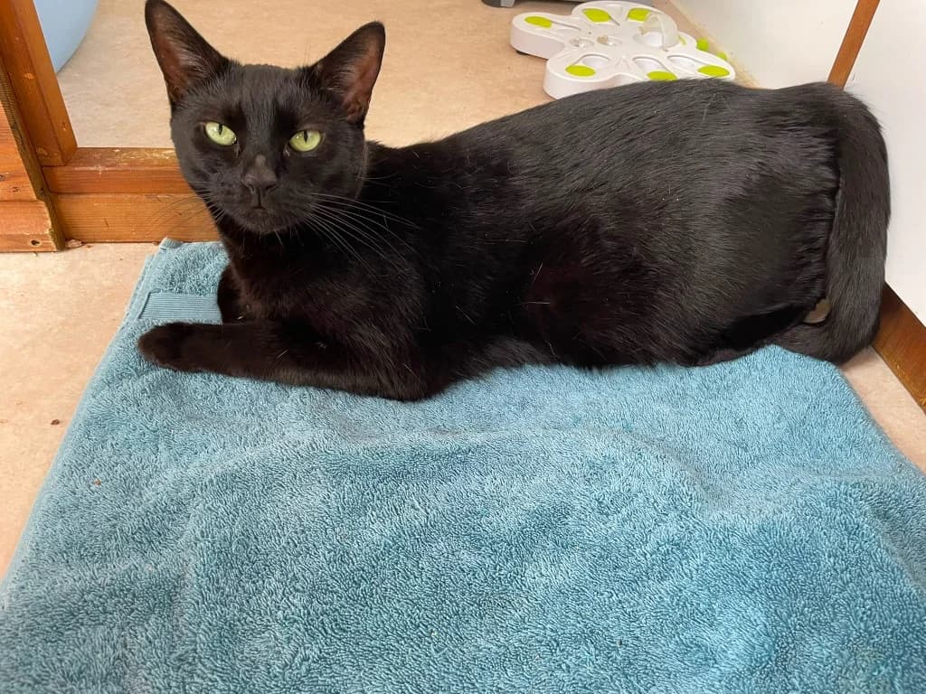 Sugarplum, female 5yo Mixed Breed Cat for adoption at RSPCA Norwich