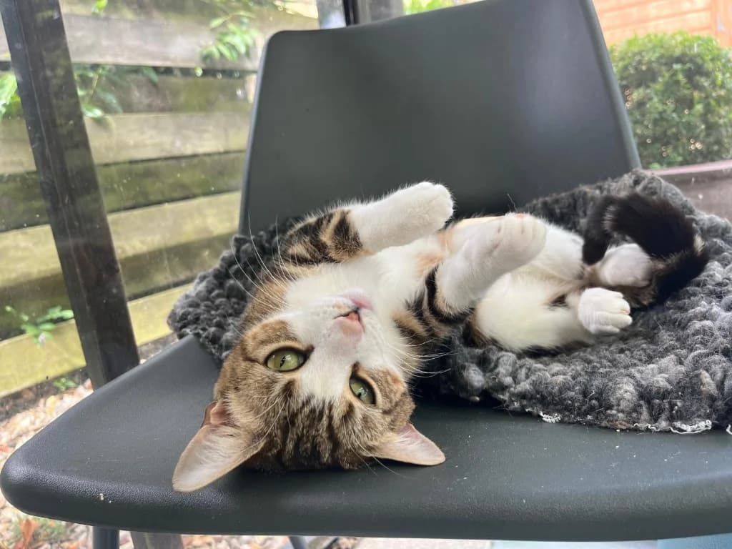 Tina Tuna, female young Mixed Breed Cat for adoption at RSPCA Norwich