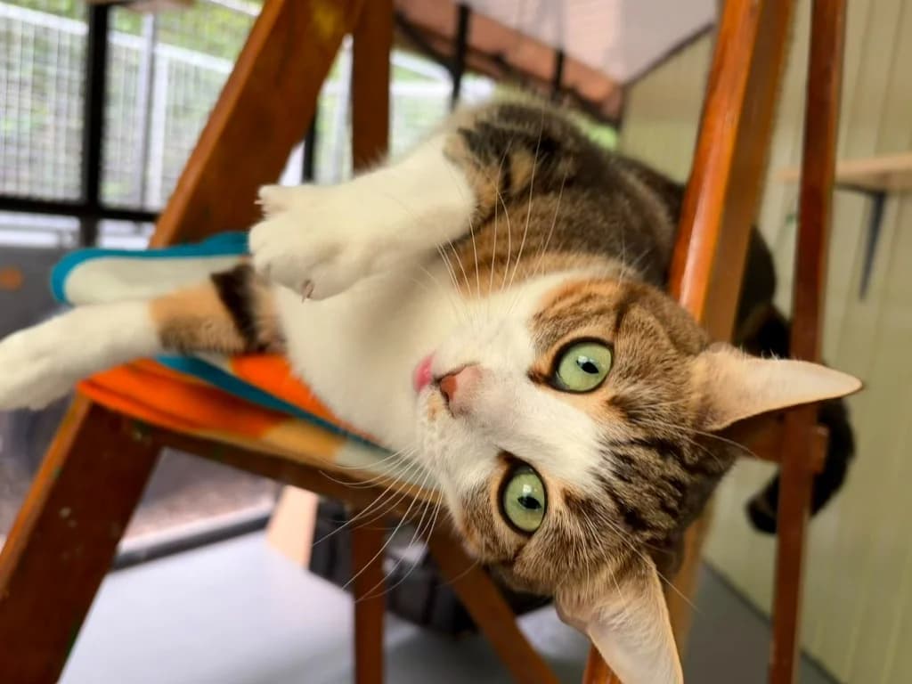 Tina Tuna, female young Mixed Breed Cat for adoption at RSPCA Norwich