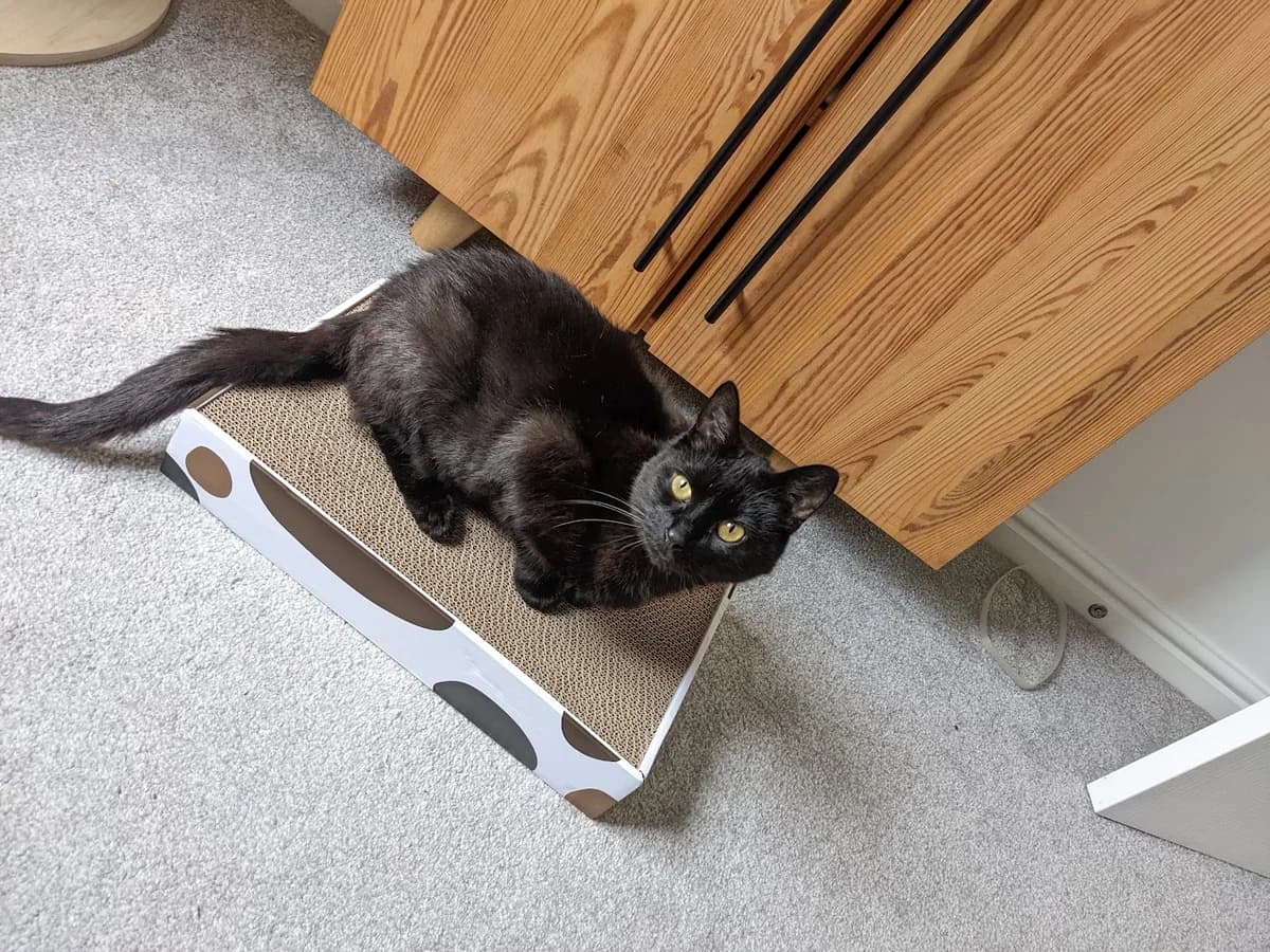 Pickle, 7yo Mixed Breed Cat for adoption at RSPCA Preston & District Branch