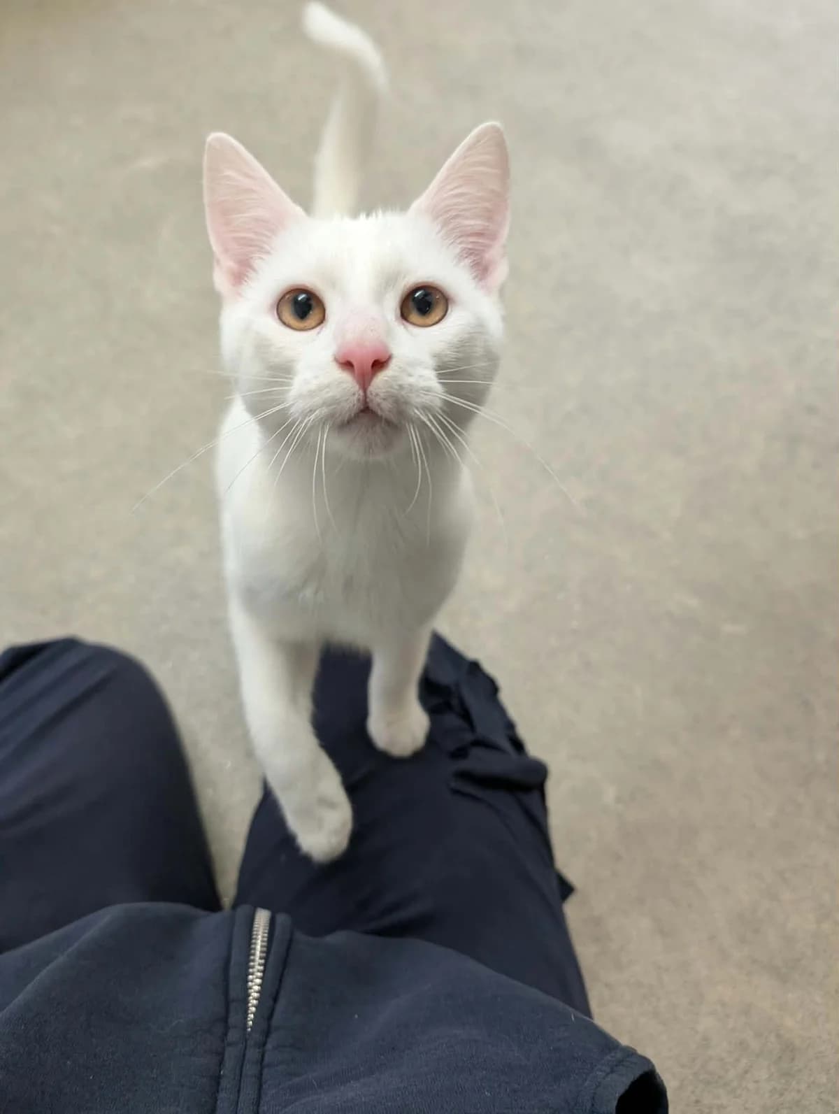 Casper, puppy Mixed Breed Cat for adoption at RSPCA Preston & District Branch