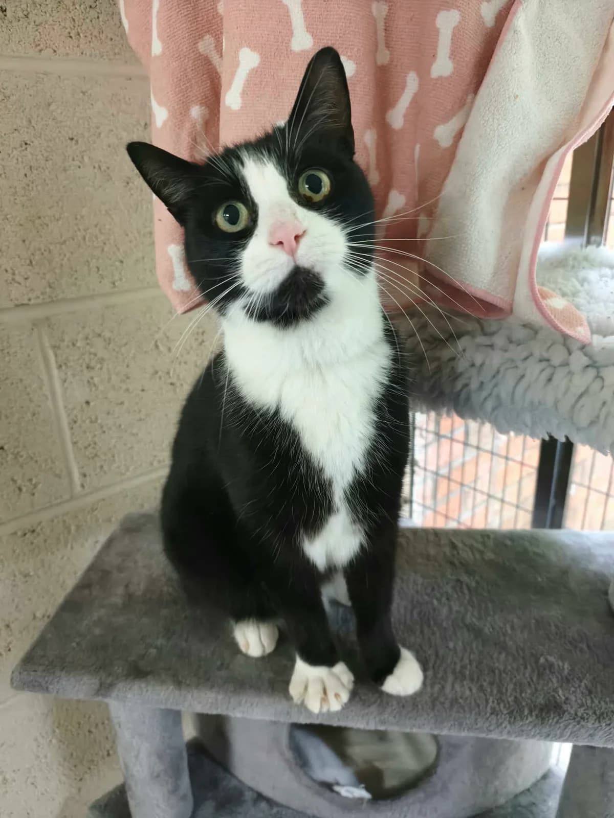 Magnum, senior Mixed Breed Cat for adoption at RSPCA Preston & District Branch