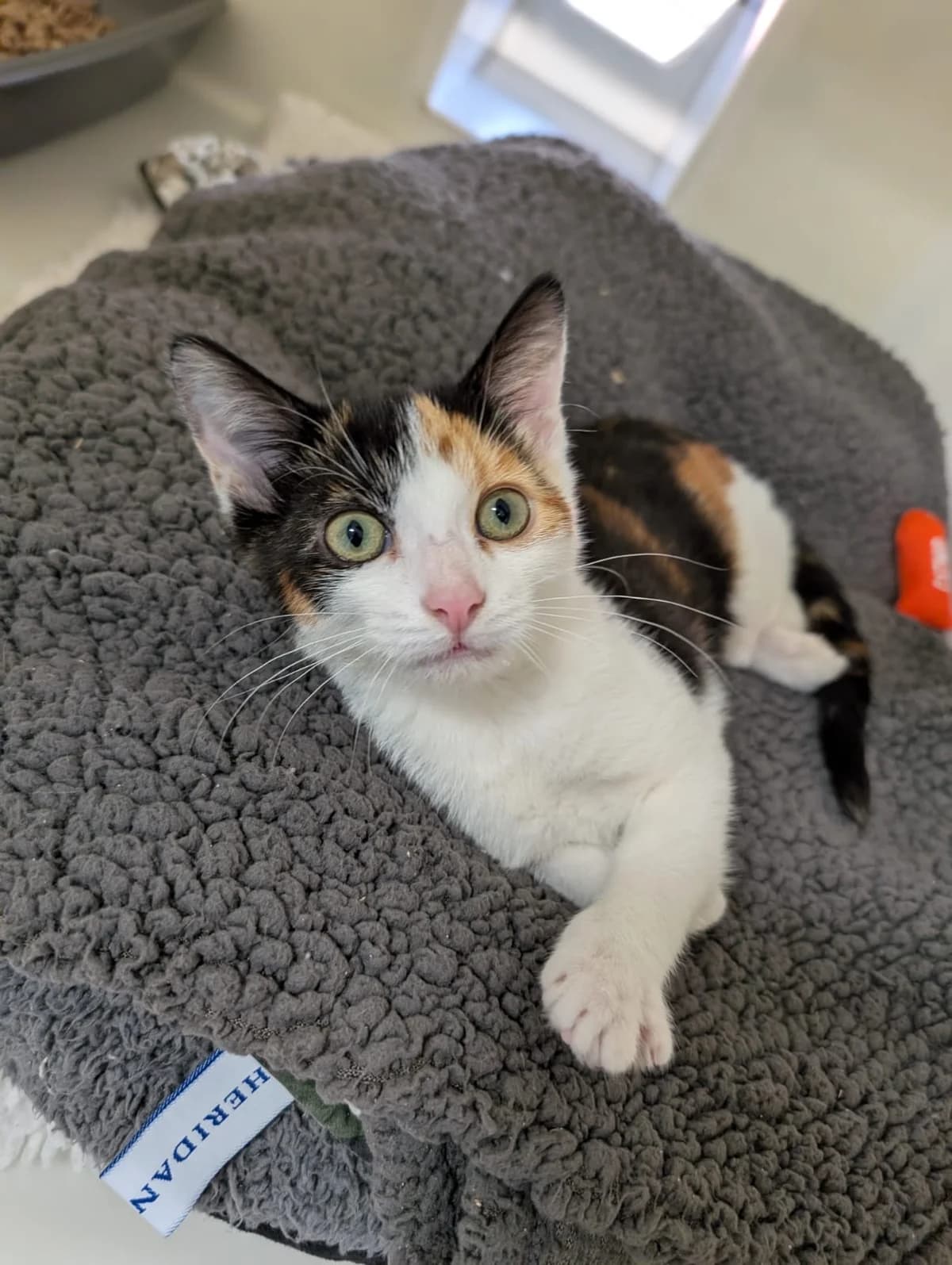 Rosie, puppy Mixed Breed Cat for adoption at RSPCA Preston & District Branch