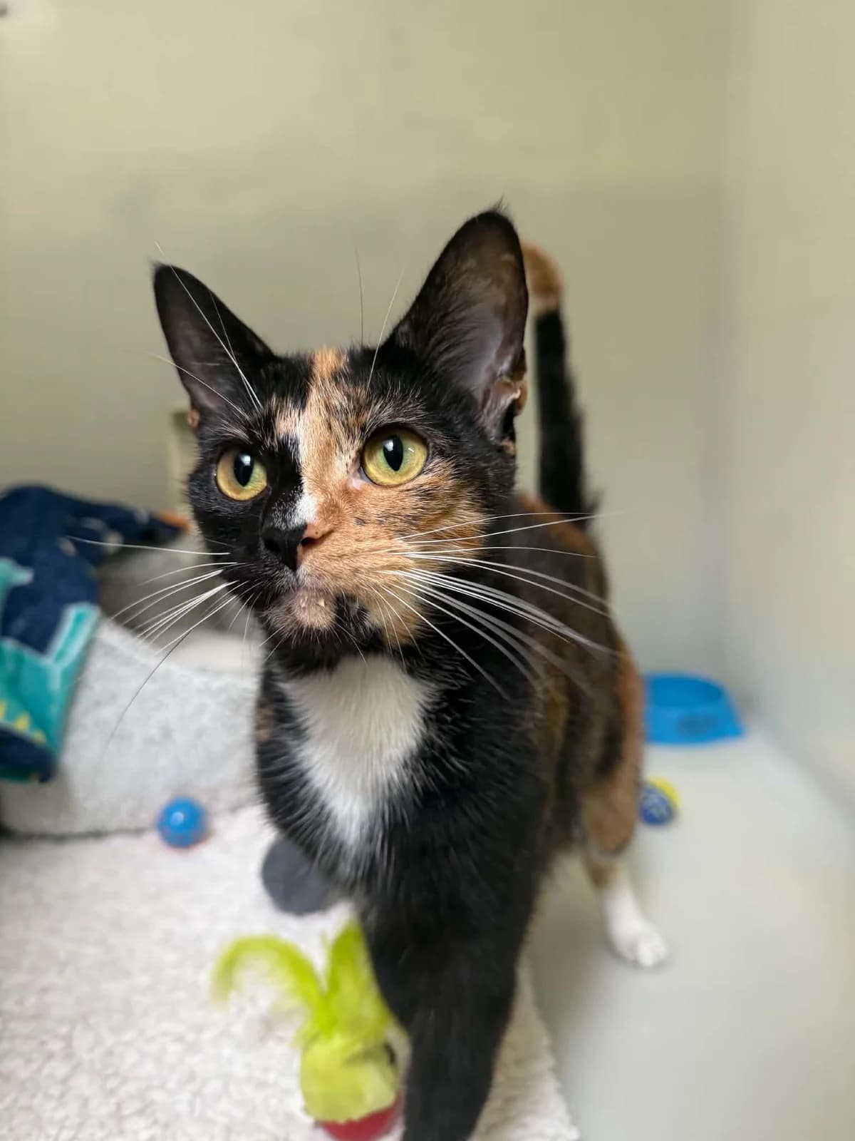 Elsie, Mixed Breed Cat for adoption at RSPCA Preston & District Branch
