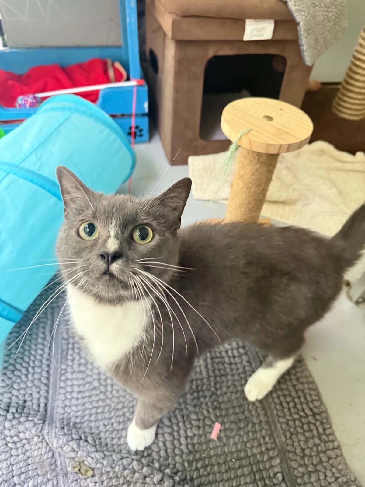 Loki, 5yo Mixed Breed Cat for adoption at RSPCA Preston & District Branch