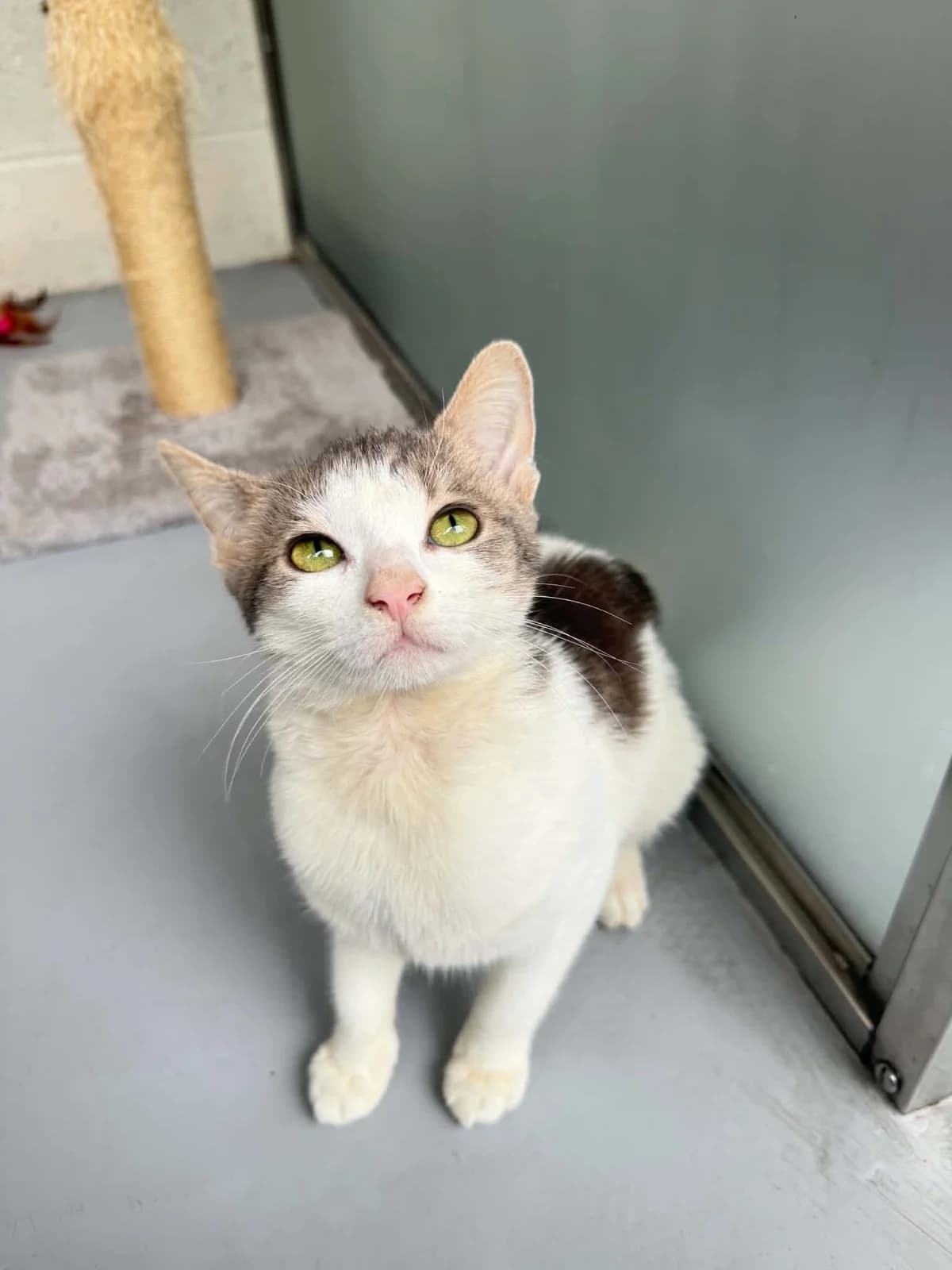 Chilli, puppy Mixed Breed Cat for adoption at RSPCA Preston & District Branch