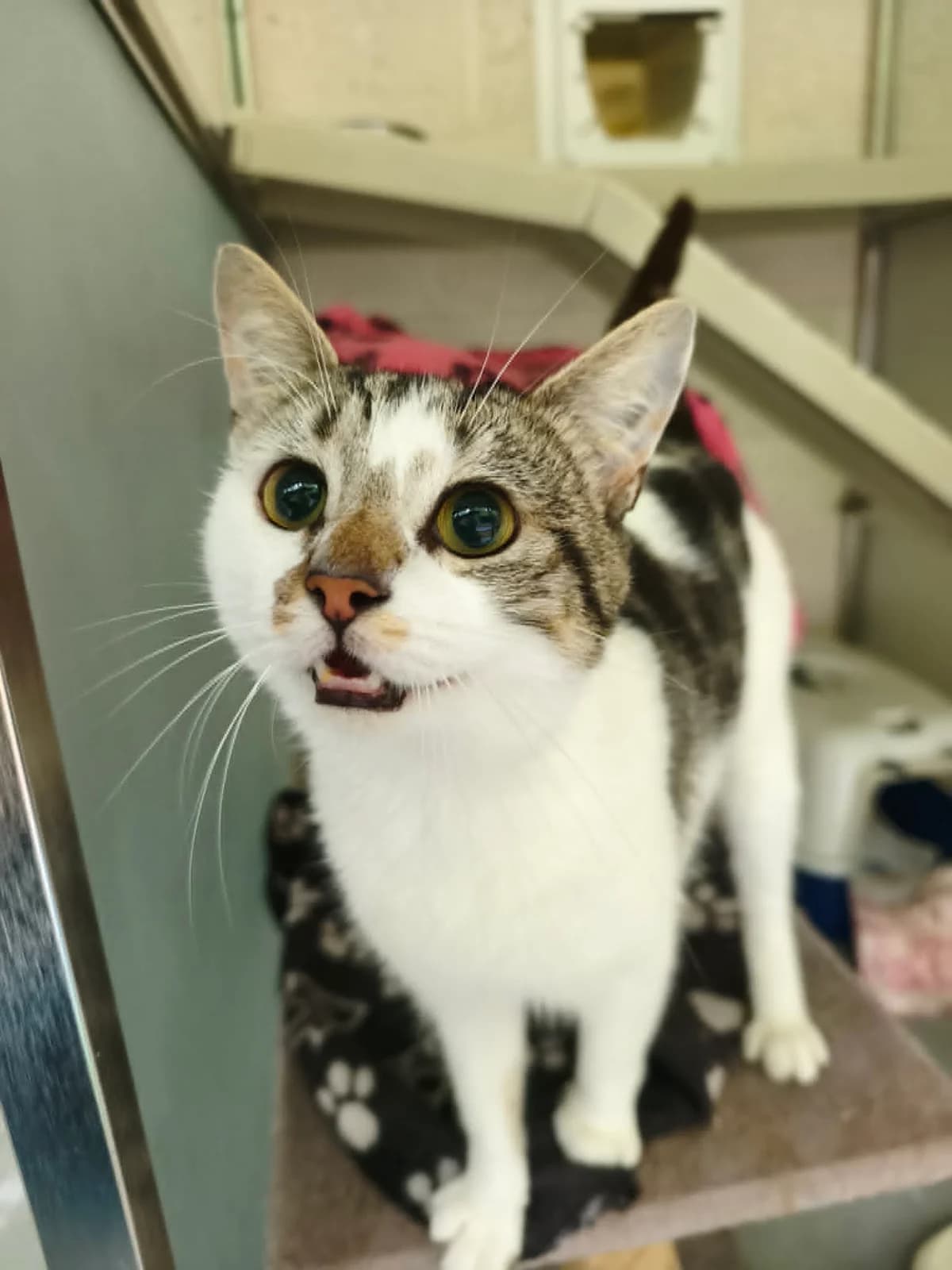 Rocky, 3yo Mixed Breed Cat for adoption at RSPCA Preston & District Branch