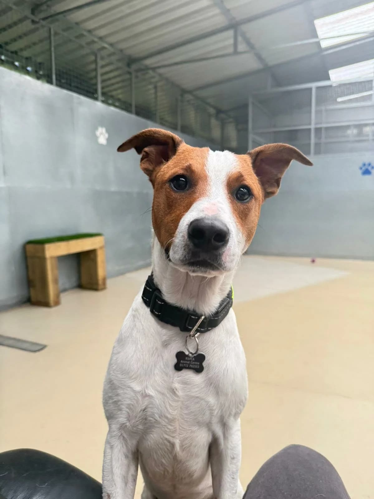 Les, puppy Jack Russell Terrier for adoption at RSPCA Preston & District Branch