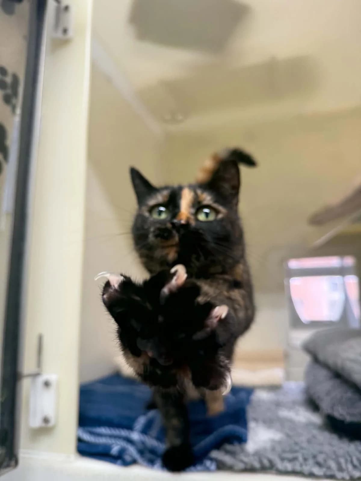 Jackie, 4yo Mixed Breed Cat for adoption at RSPCA Preston & District Branch