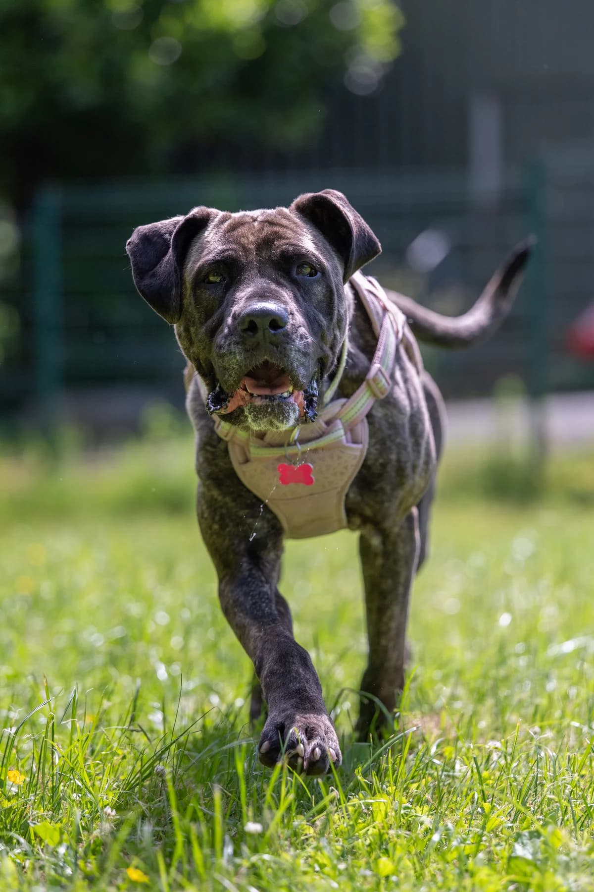 Zola, 5yo Mastiff for adoption at RSPCA Preston & District Branch