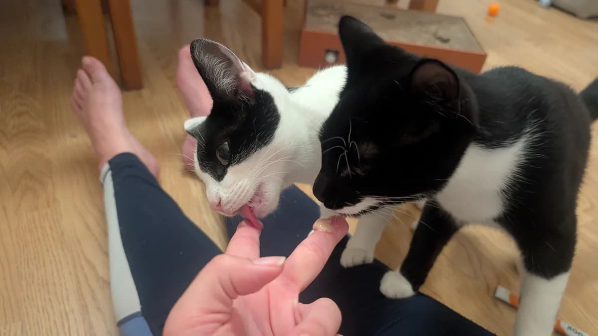 Jammie and Dodger, young Mixed Breed Cat for adoption at RSPCA Preston & District Branch