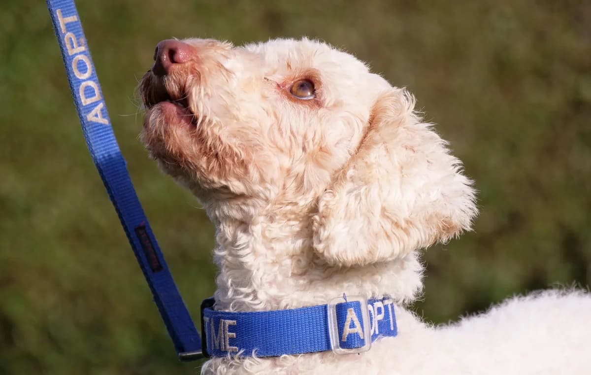 Petal – Foster, female 7yo Poodle for adoption at RSPCA Radcliffe Animal Centre