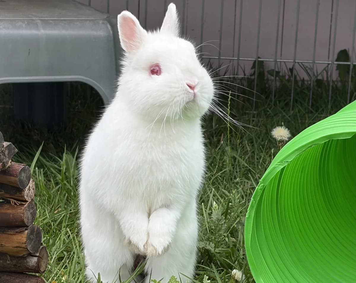 Thumper, male young mixed breed for adoption at RSPCA Radcliffe Animal Centre
