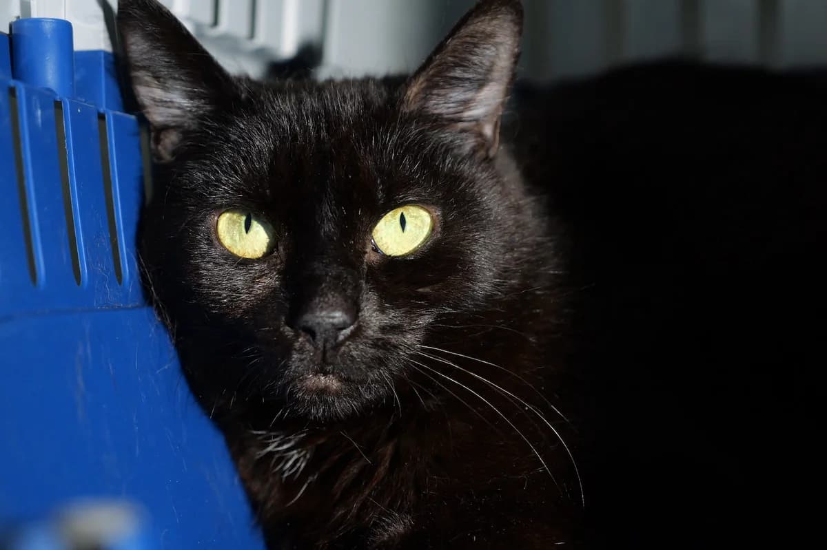 Maxi, female young mixed breed for adoption at RSPCA Radcliffe Animal Centre