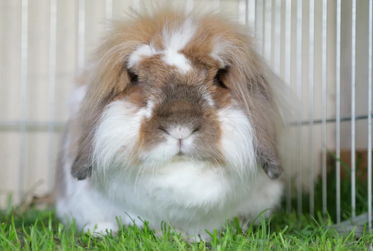 Binky, male 5yo mixed breed for adoption at RSPCA Radcliffe Animal Centre