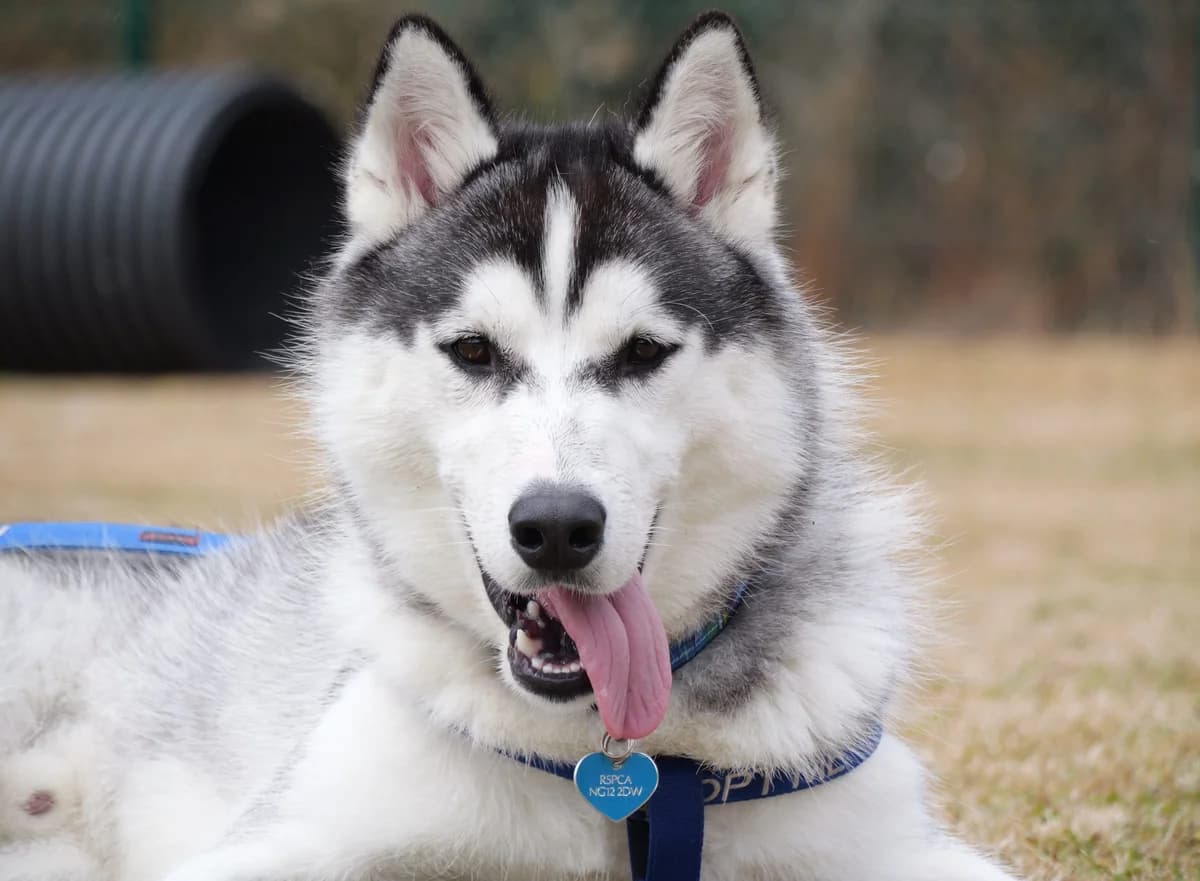 Odin, male young Husky for adoption at RSPCA Radcliffe Animal Centre