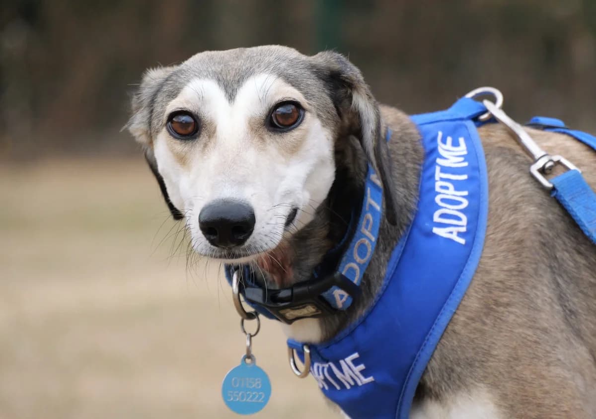 Lucy, female 4yo Lurcher for adoption at RSPCA Radcliffe Animal Centre