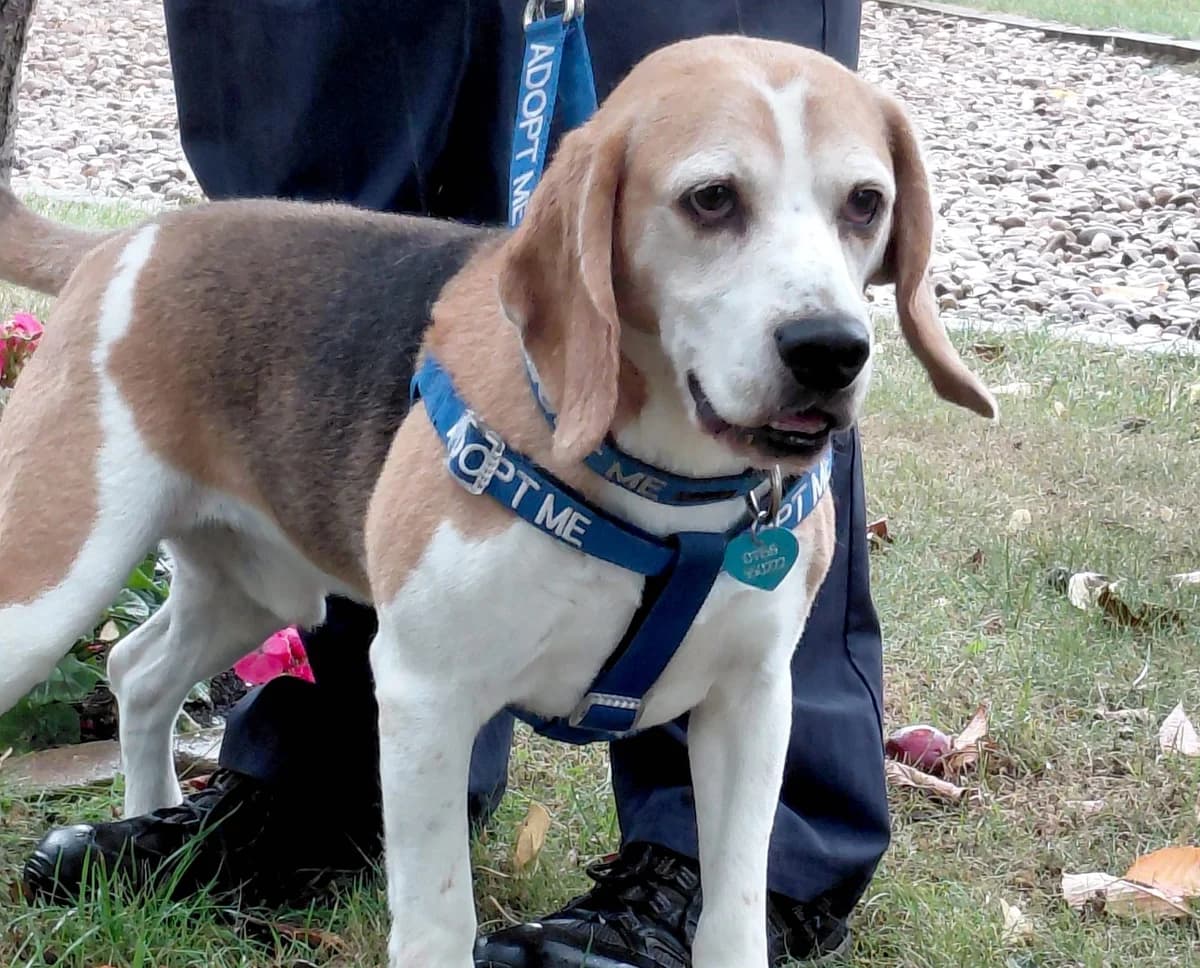 Toby, male 3yo Beagle for adoption at RSPCA Radcliffe Animal Centre