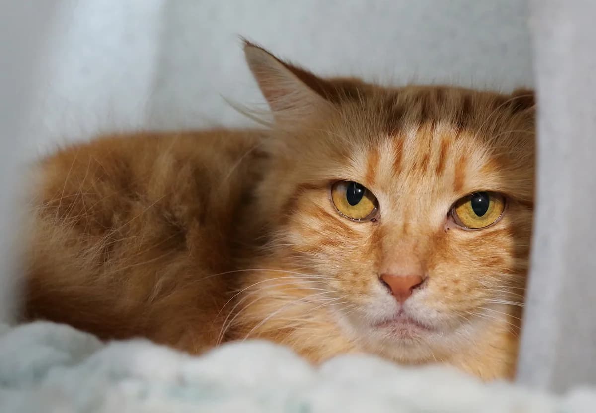 Biscuit, female 3yo mixed breed for adoption at RSPCA Radcliffe Animal Centre
