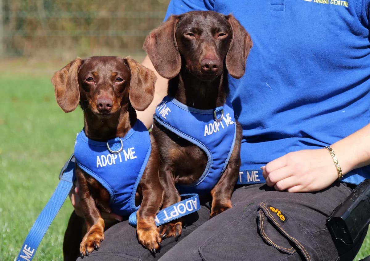 Minnie & Teddy, 3yo Dachshund for adoption at RSPCA Radcliffe Animal Centre