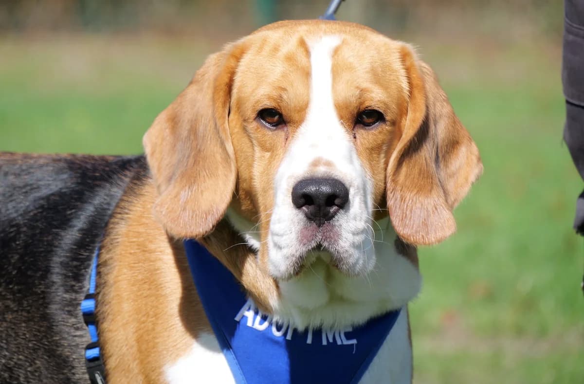 Freddie, male young Beagle for adoption at RSPCA Radcliffe Animal Centre