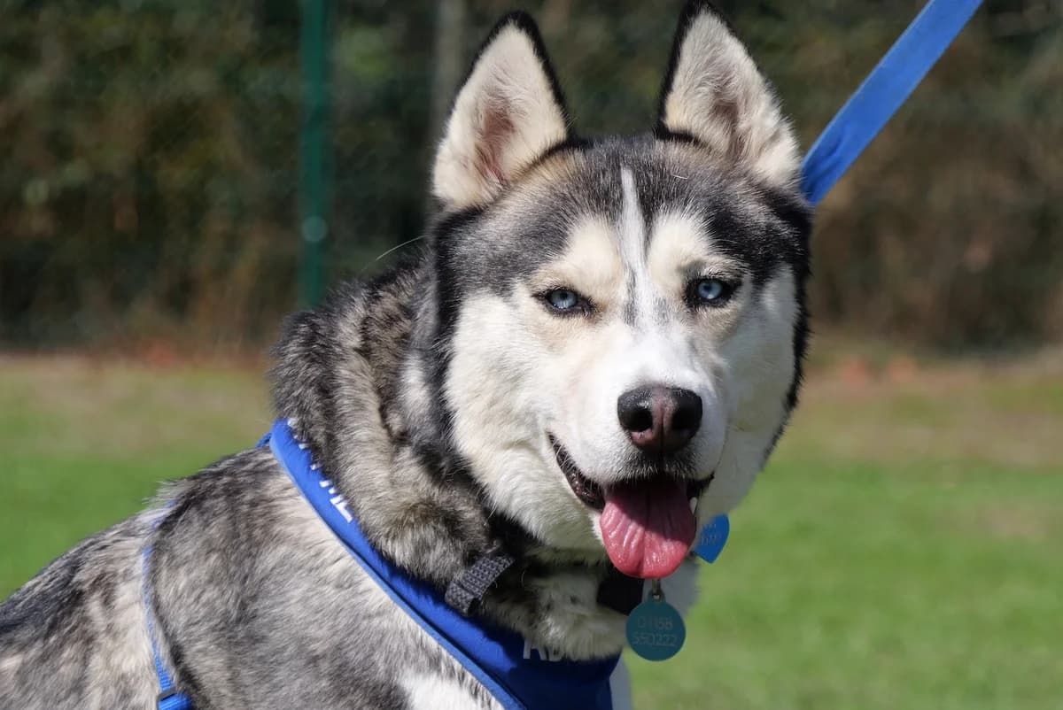 Snoopy, male 4yo Husky for adoption at RSPCA Radcliffe Animal Centre