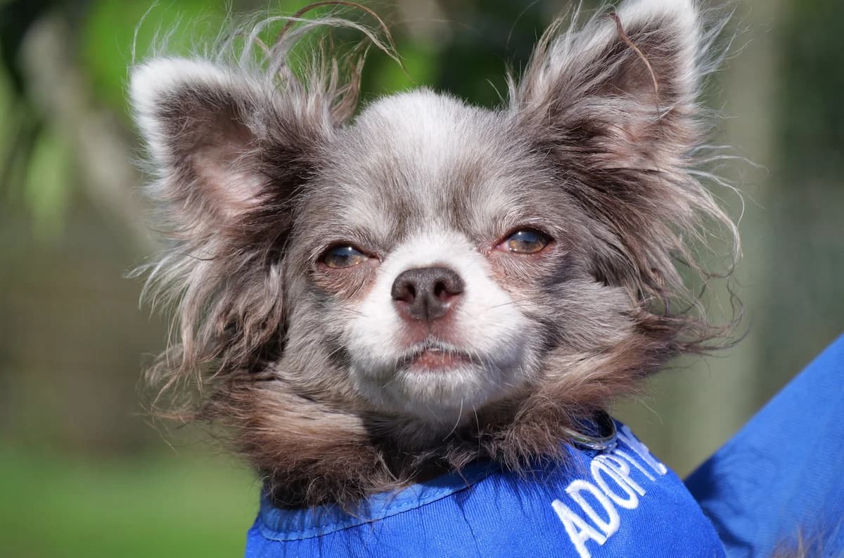 Wolfie, male 3yo Pomeranian for adoption at RSPCA Radcliffe Animal Centre