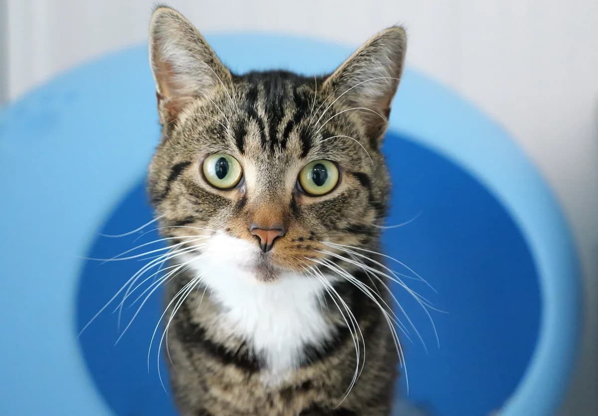 Spooks, male young mixed breed for adoption at RSPCA Radcliffe Animal Centre