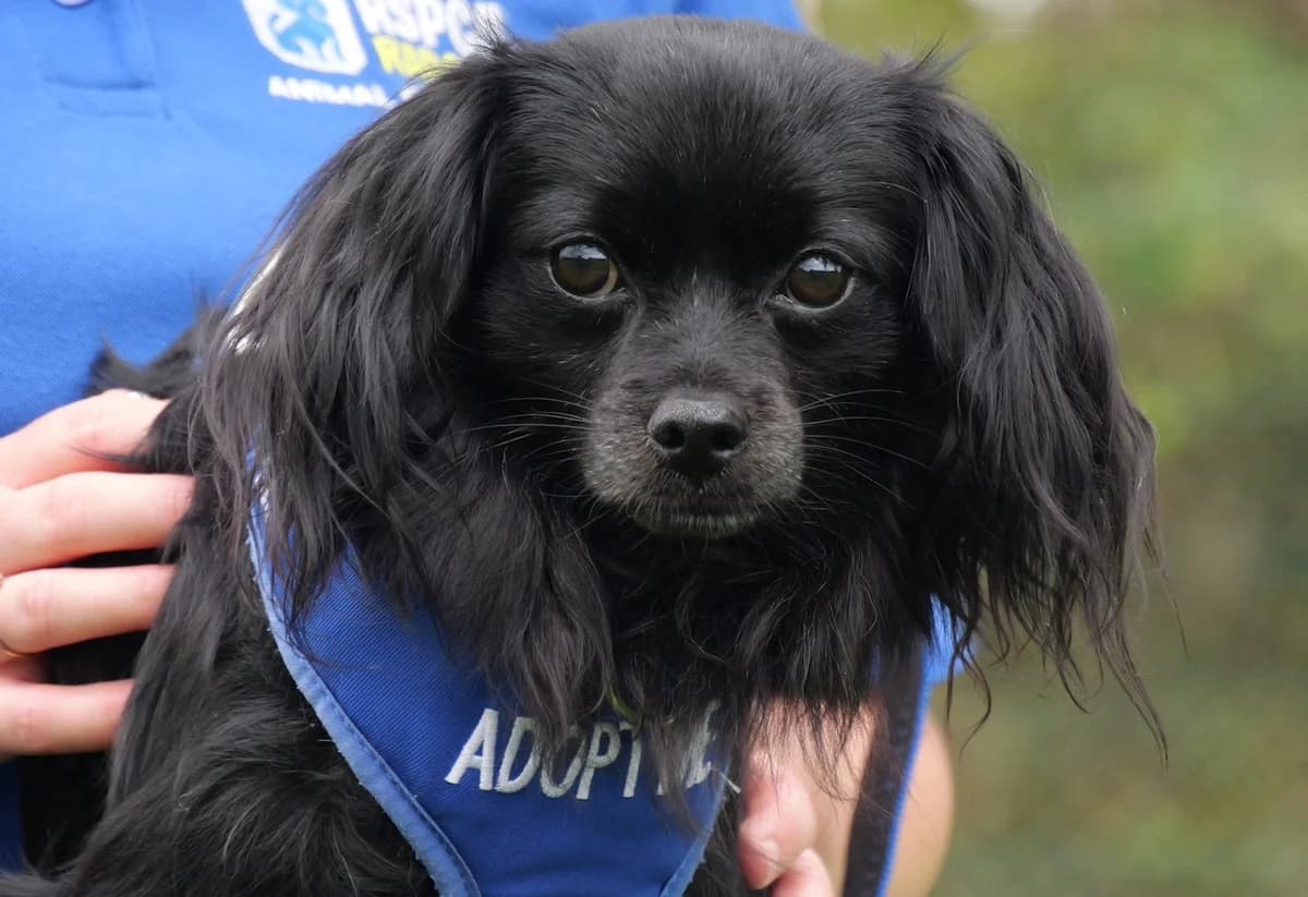 Long Dog, male young Chihuahua for adoption at RSPCA Radcliffe Animal Centre