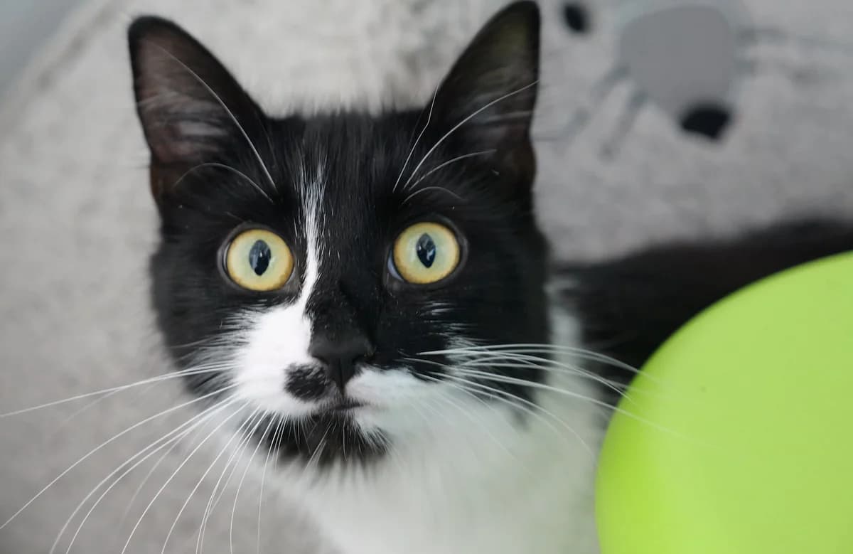 Misa, female young mixed breed for adoption at RSPCA Radcliffe Animal Centre