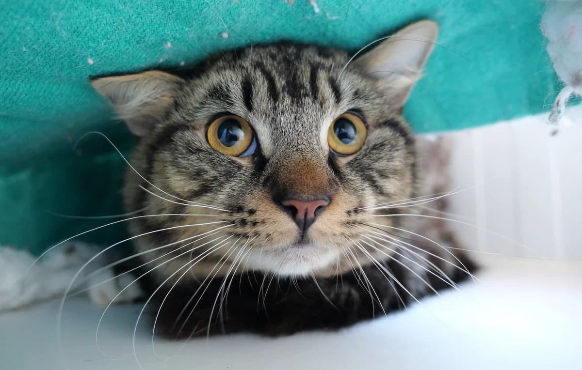 Jasper, male mixed breed for adoption at RSPCA Radcliffe Animal Centre