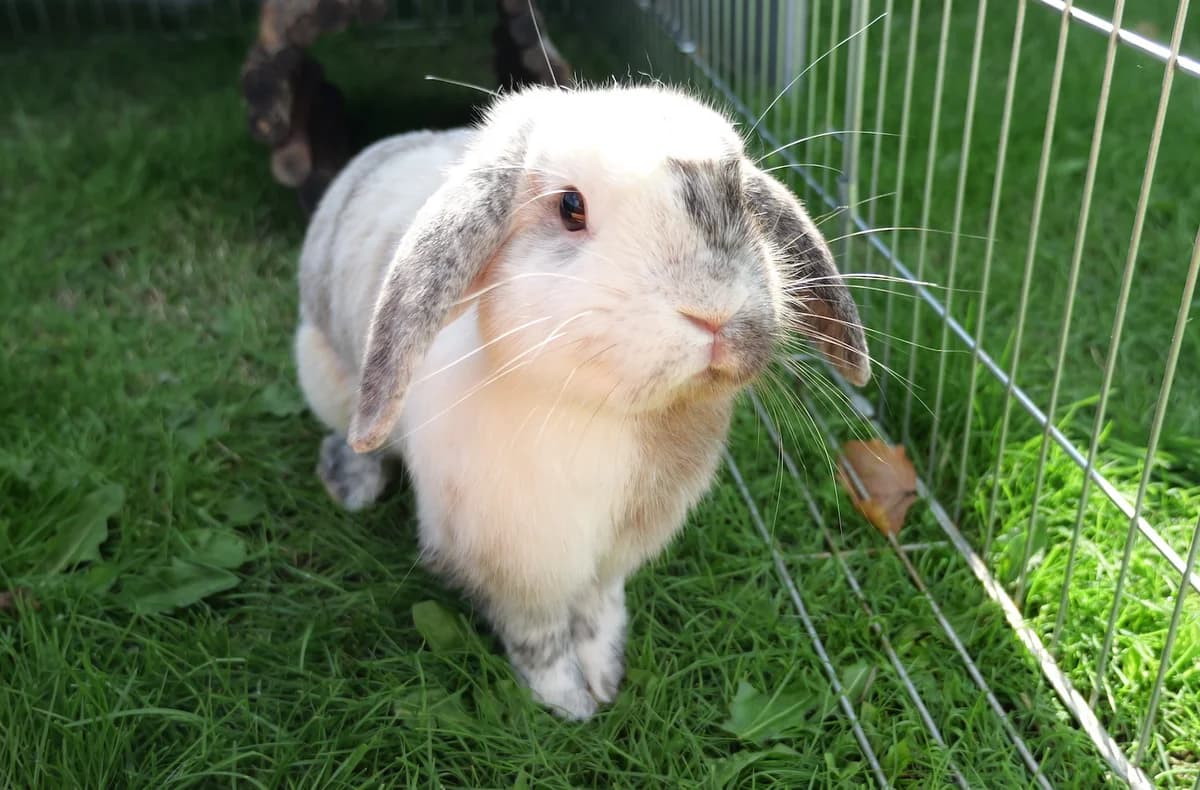 Dave, male young mixed breed for adoption at RSPCA Radcliffe Animal Centre