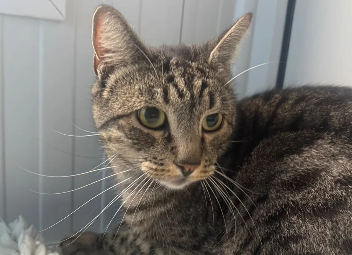 Muezza, male 4yo mixed breed for adoption at RSPCA Radcliffe Animal Centre