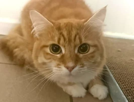 Milo, male young mixed breed for adoption at RSPCA Radcliffe Animal Centre