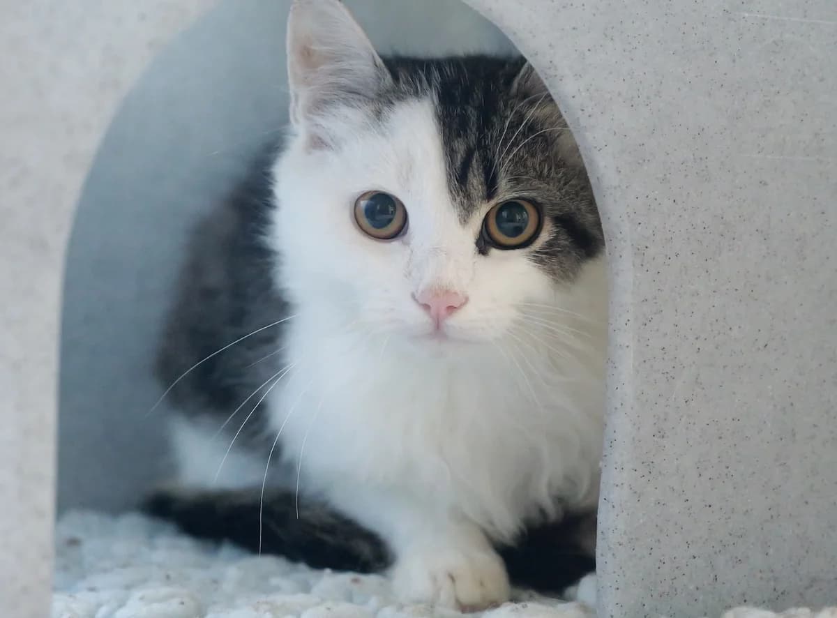 Ricky, male mixed breed for adoption at RSPCA Radcliffe Animal Centre
