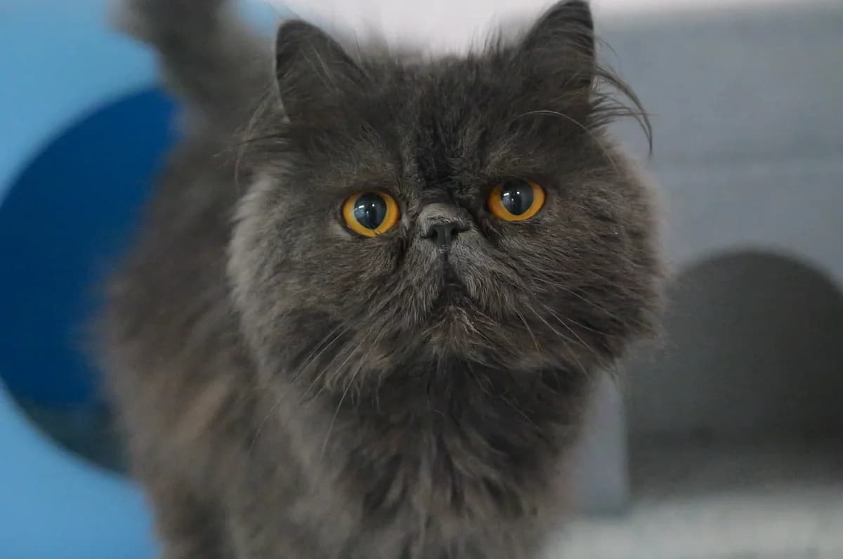 Gudpa, female young Persian for adoption at RSPCA Radcliffe Animal Centre