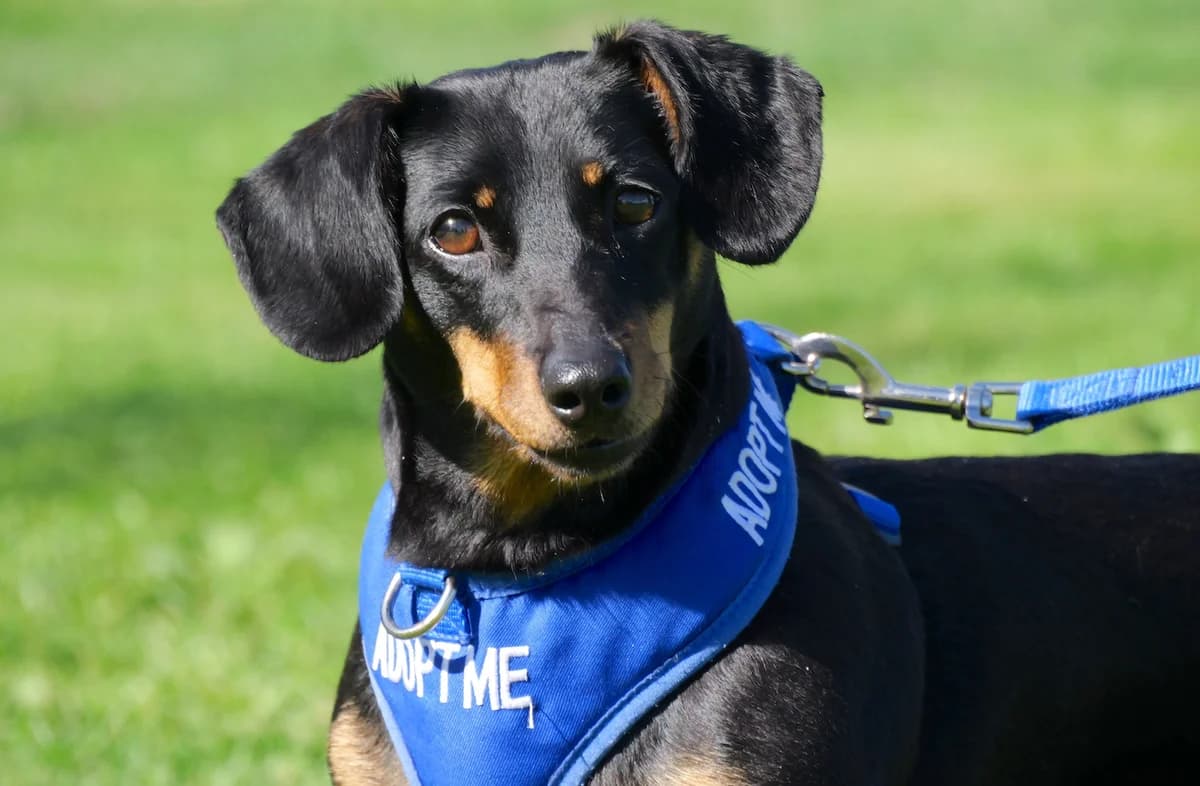 Lady, female 6yo Dachshund for adoption at RSPCA Radcliffe Animal Centre