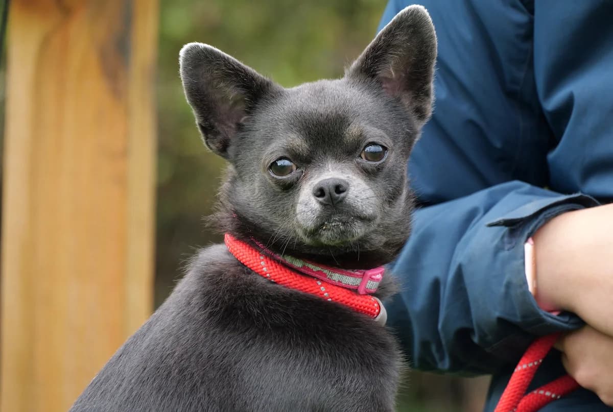 Little One, male young Chihuahua for adoption at RSPCA Radcliffe Animal Centre