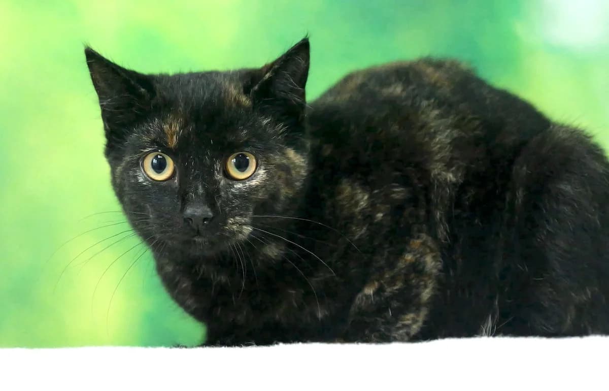 Blaze, female mixed breed for adoption at RSPCA Radcliffe Animal Centre