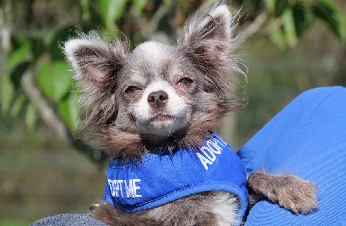 Teddie, male 3yo Pomeranian for adoption at RSPCA Radcliffe Animal Centre