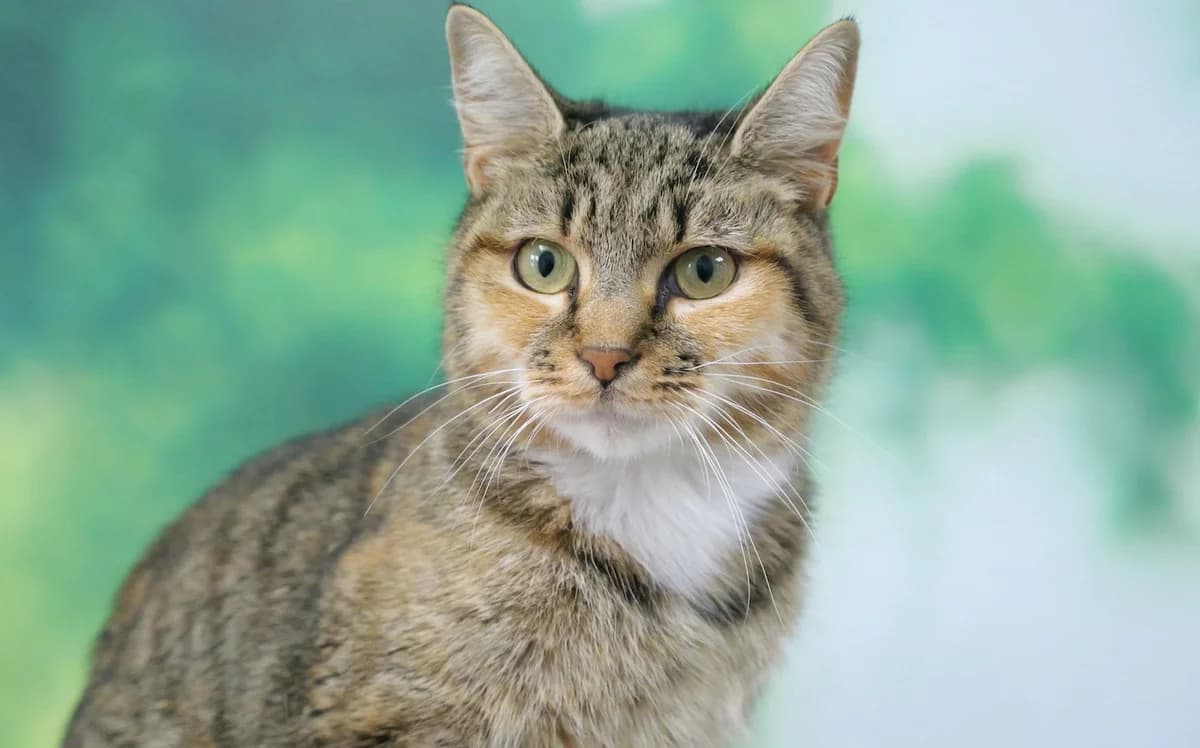 Jojo, female 3yo mixed breed for adoption at RSPCA Radcliffe Animal Centre