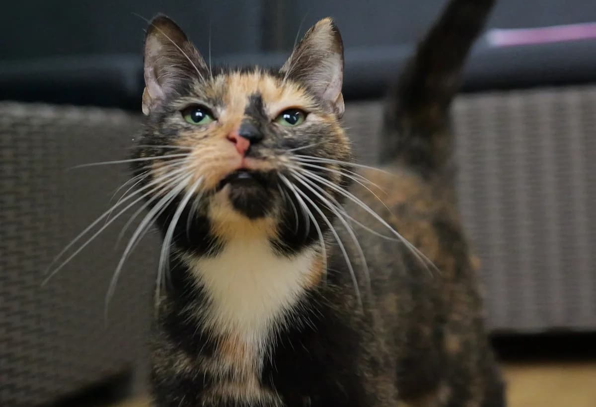 Tammy, female 4yo mixed breed for adoption at RSPCA Radcliffe Animal Centre