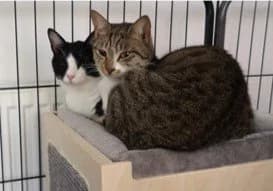 Ben & William, male puppy Mixed Breed for adoption at RSPCA Stourbridge and District