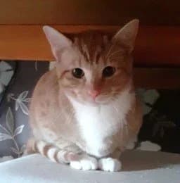Spice, male Mixed Breed for adoption at RSPCA Stourbridge and District