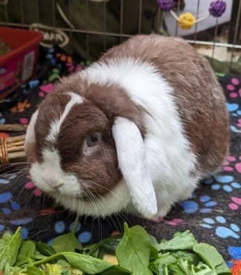 Gizmo, female Mixed Breed for adoption at RSPCA Stourbridge and District