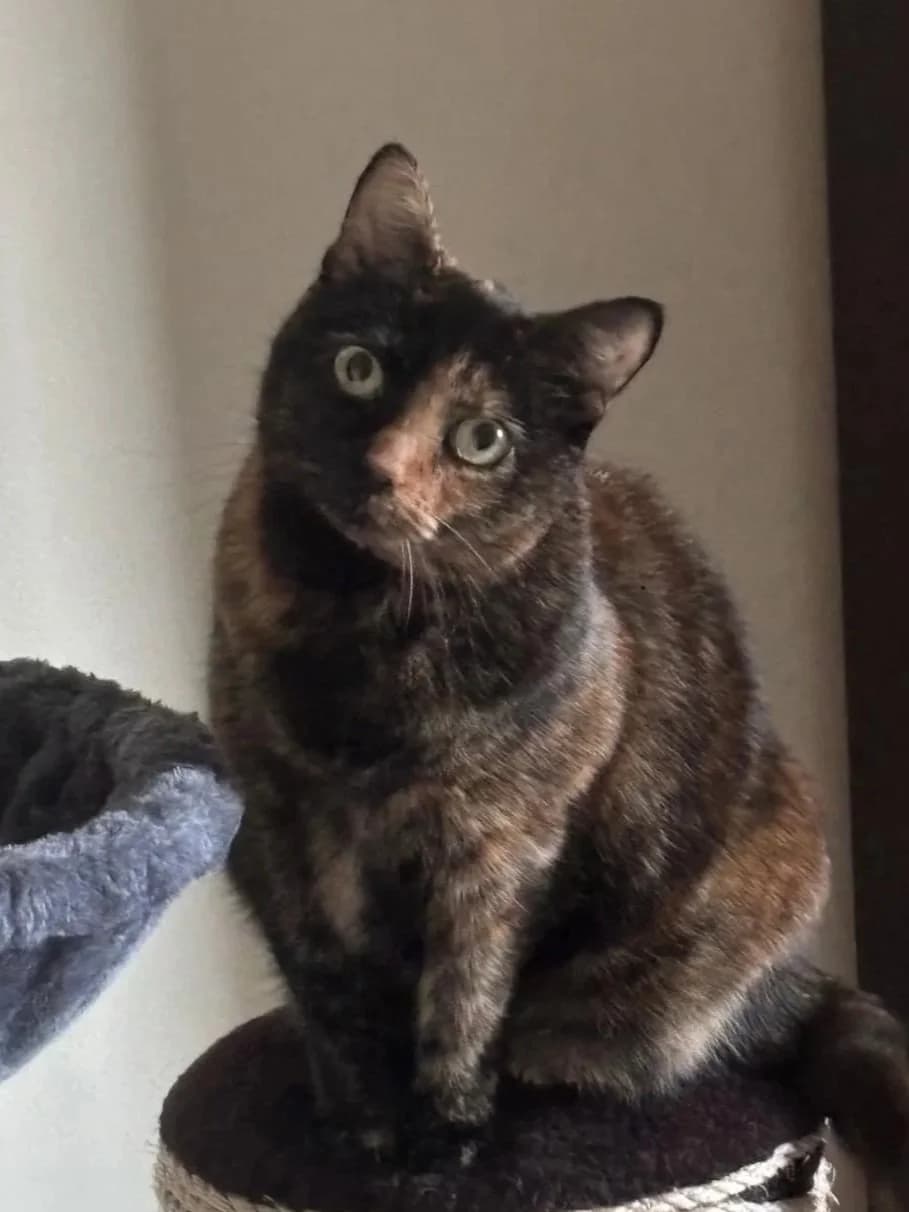 Tilly, female Mixed Breed for adoption at RSPCA Stourbridge and District
